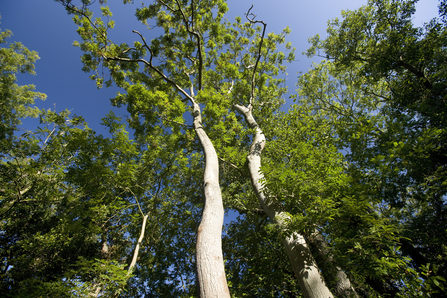 Tall trees with light coloured bark, a green sparse canopy and blue skies overhead.