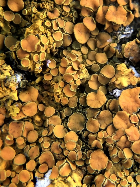 A yellow lichen that looks at bit like the suckers of a tentacle but in yellow and orange colours