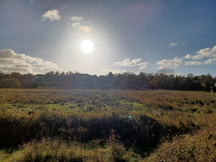 The landscape of Sweet Briar Marshes on a sunny day. The sun is low in the middle of the sky with a few white clouds surrounding it, while a line of trees stand in the background. The ground is covered in green grass and plants.
