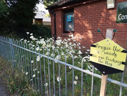 A patch of white wildflowers behind a blue metal fence, with a red-bricked building behind the flowers. There is a bee-shaped sign beside the flowers, which reads 'Forgive the weeds, we are feeding the bees'