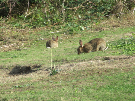 Two brown rabbits grazing the grass, with one pictured side on and the other from behind