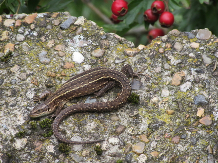 Brown common lizard curled up on a rock