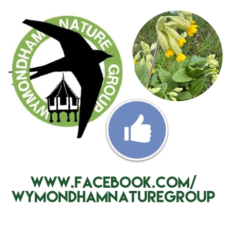 URL text for Wymondham Nature Group Facebook page, alongside the group logo and an image of wildflowers