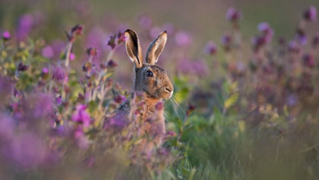 Hare in a field of purple flowers