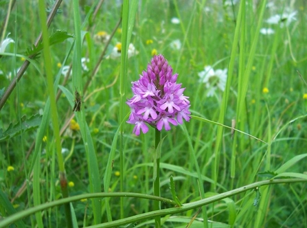A purple flower growing, surrounded by green grass, in a churchyard