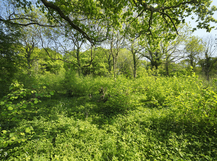 A green Honeypot Wood, with trees and bushes filling the ground