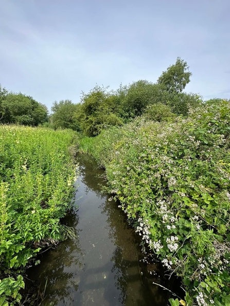 A river runs vertically through two banks of green bushes, with trees in the background, under a medium blue sky