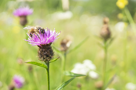 A bee has landed on pink knapweed flower in a meadow.