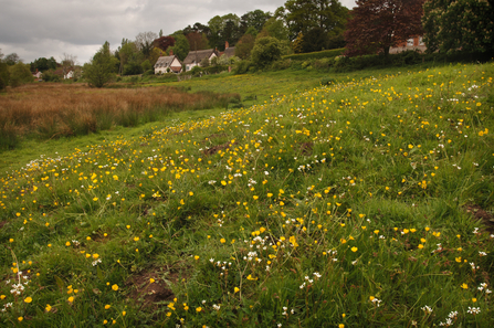 Yellow and white flowers on a field of grass with houses in the background.