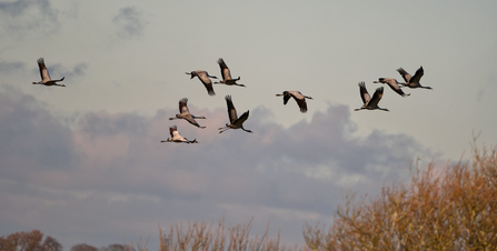 Cranes flying over Upton Marshes, the sky is cloudy and purple