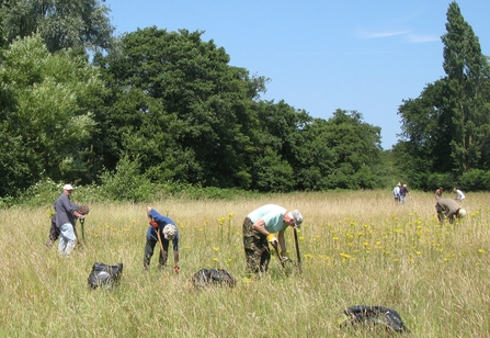 A group of people in a field using spades and reaching down to pull up ragwort, on a sunny day