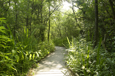 A boardwalk snakes through patches of green trees and plants on a sunny day