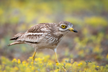 A stone curlew with its white and brown feathers, large yellow eyes and long yellow legs walking in a field of yellow plants