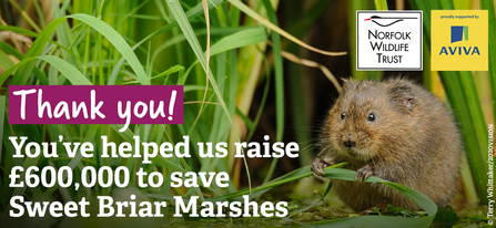 A fluffy, round watervolde holding a piece of grass in it's tiny hands. Text reads: Thank you, you've helped us raise £600,000 to save Sweet Briar Marshes. There is a NWT and Aviva logo in the top right corner. 