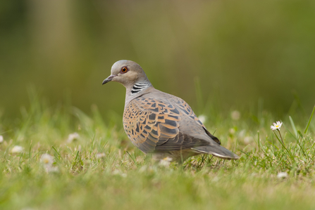 A turtle dove in the grass. 