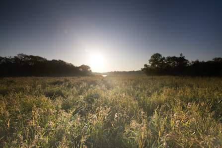 A large field of grass and plants under a dark blue sky as the sun rises