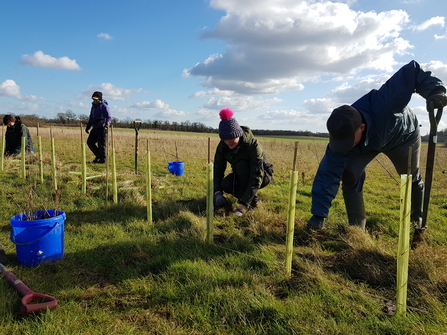 A line of new trees in wrappings in a field, with four people wearing winter clothes leaning down as they help to plant them