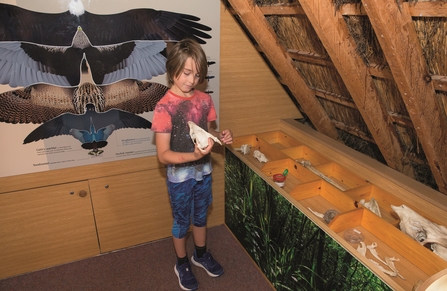 A young boy looking at skulls in the discovery area in the Ranworth visitor centre