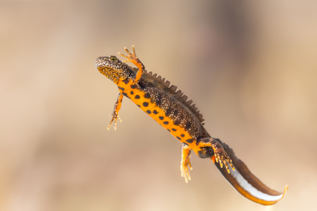 A great crested newt with a spotted belly leaps through the air