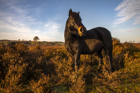 A black, shaggy dartmoor pony grazing at Roydon Common
