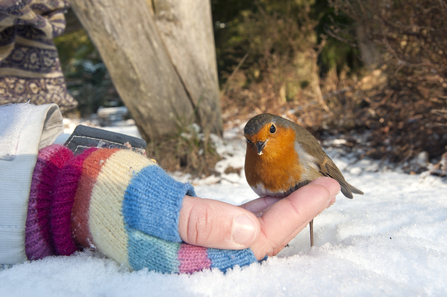 A robin is eating seed out of a gloved hand on a snowy day