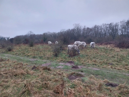 A herd of British White cattle graze marsh ground on a wet day