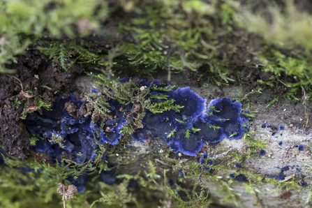 A blue fungi growing on a log