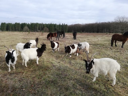 A herd of black and white goats grazing a field, with ponies in the background