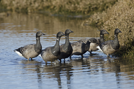 A group of brent geese in some water. They have black feathers on their faces and necks, a white stripe that looks like a necklace or a choker and white tail feathers. 