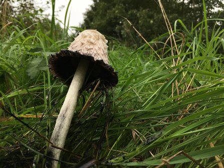 A shaggy inkcap mushroom in long green grass