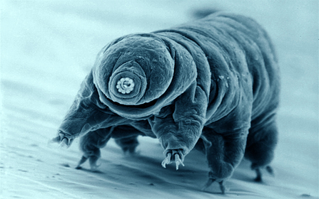 Tardigrade in close-up. It has a chunky body and multiple legs