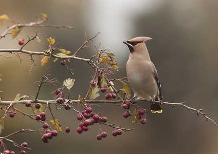 A waxwing sits on a branch covered in berries