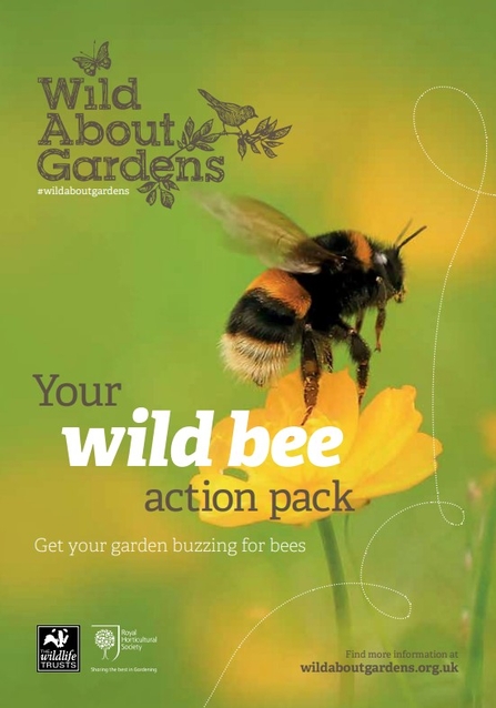 A booklet about bees, with an image of a bee hovering over a yellow flower