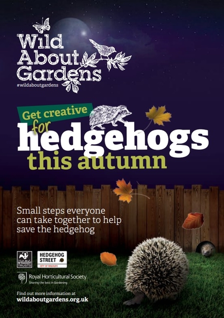 A booklet about hedgehogs, with an image of a hedgehog in a garden on a dark night