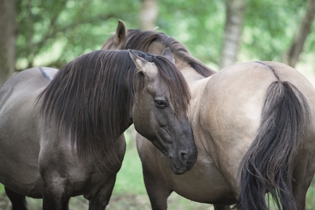 Two brown konik ponies standing together in a woodland