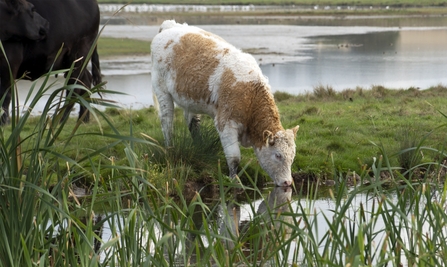 A fluffy calf drinking water between the reeds at Cley Marshes
