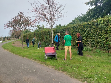 A group of people pictured from behind standing on a patch of grass and a hedge, as they plant bulbs at a park