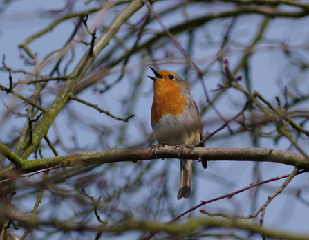 A robin singing on a tree with bare branches