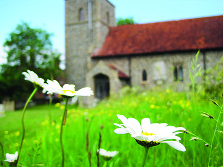 Ox-eye daisies growing in a churchyard meadow