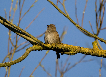 A dunnock singing on a bare branch.