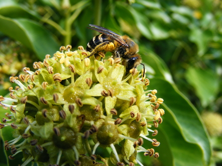 An ivy bee sits on top of some yellow ivy