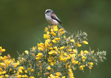 A long-tailed tit perched on yellow gorse at Sweet Briar Marshes 