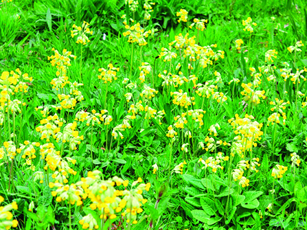 A patch of yellow cowslips growing in green grass