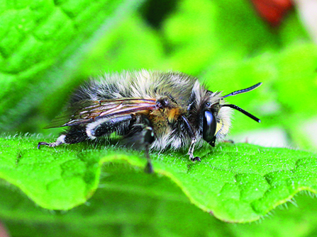 A male hairy-footed flower bee rests on a leaf