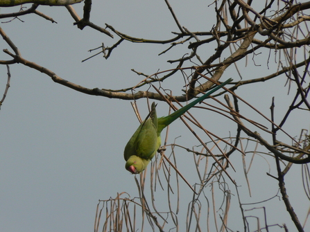 A ring-necked parakeet dangling down from a bare branch. It has bright green feathers and a red beak.
