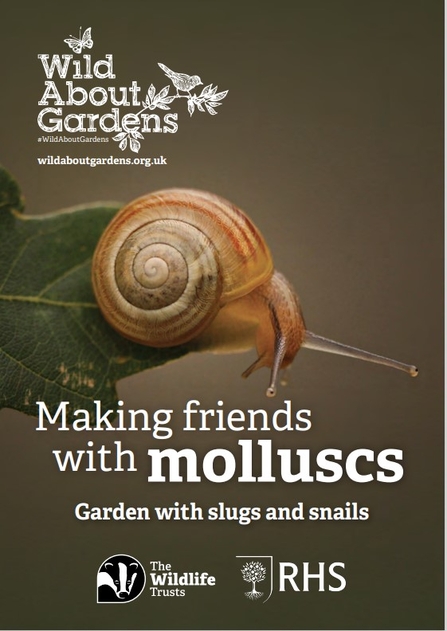 A booklet about molluscs, with an image of a snail