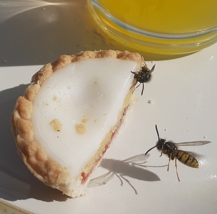 Two wasps are climbing over half a cherry bakewell beside a glass of orange juice