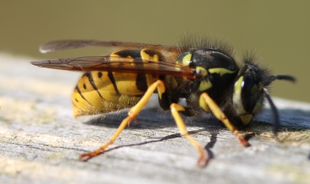 A yellow and black wasp in close-up as it collects wood pulp from a railing