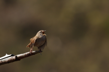 A wren singing its heart out whilst perched at the end of a branch