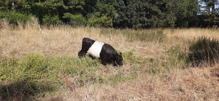 A black and white striped belted galloway cow eats some grass in a field